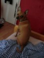 /album/mijn-huisdiertjes/img1324866078-kopie-jpeg/